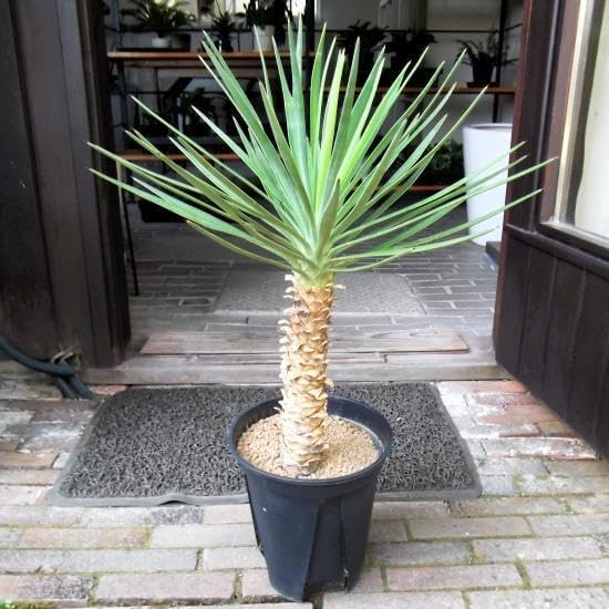 現物「ユッカ・アロイフォリア」7号 Yucca aloifolia